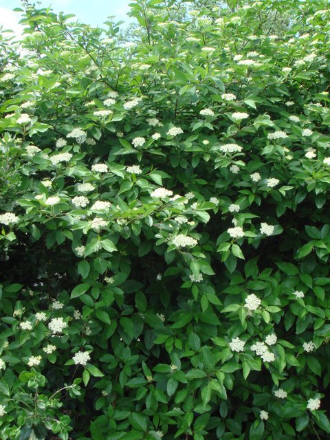 Cornus hemsleyi P1B (2)